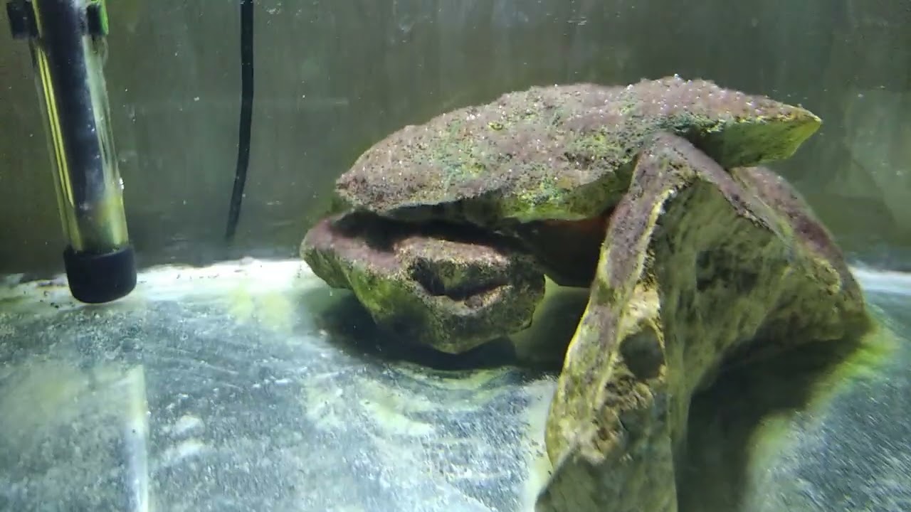 Юлидохромис транскриптус (Julidochromis transcriptus)