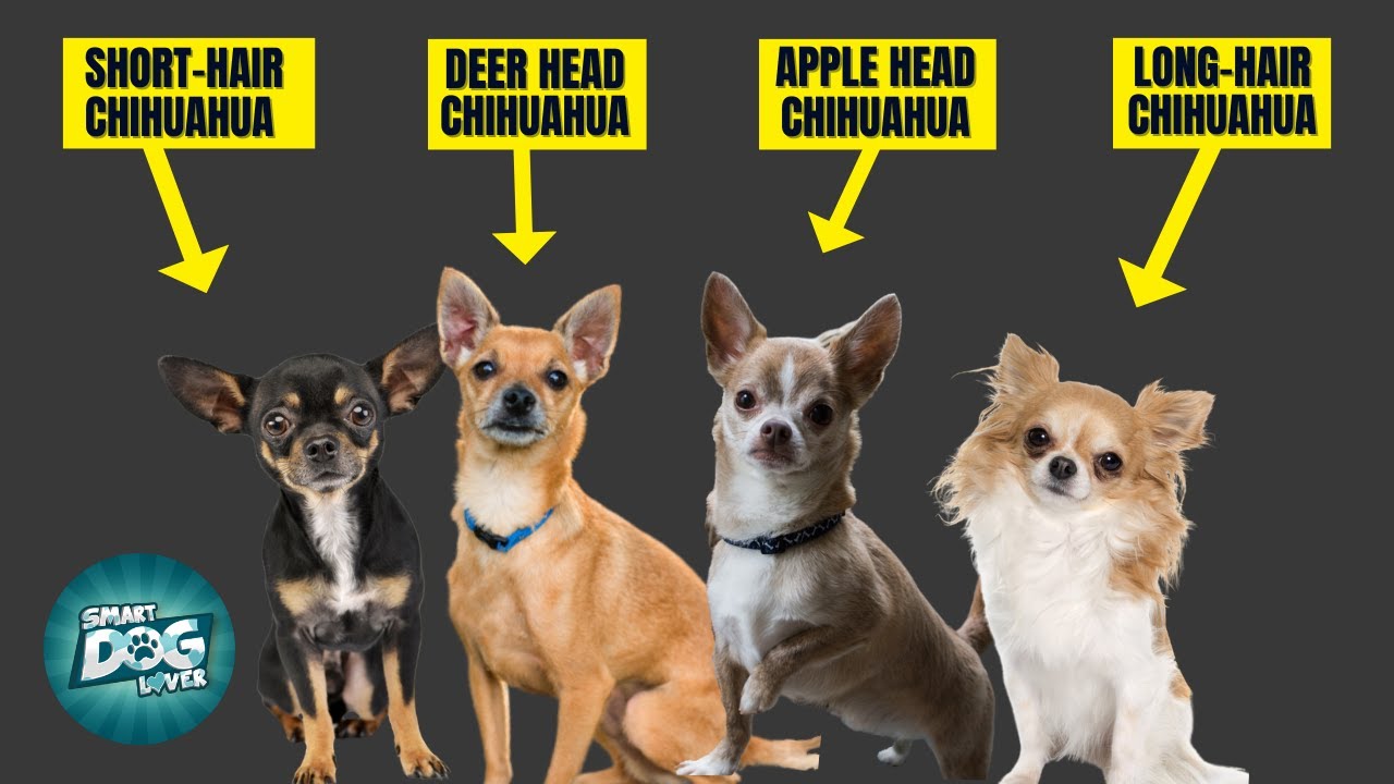7 Types of Chihuahua: Which Is Right for You?