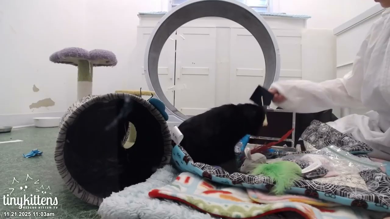 Wednesday & Agnes Suitcases & Adoption! Nov 2025