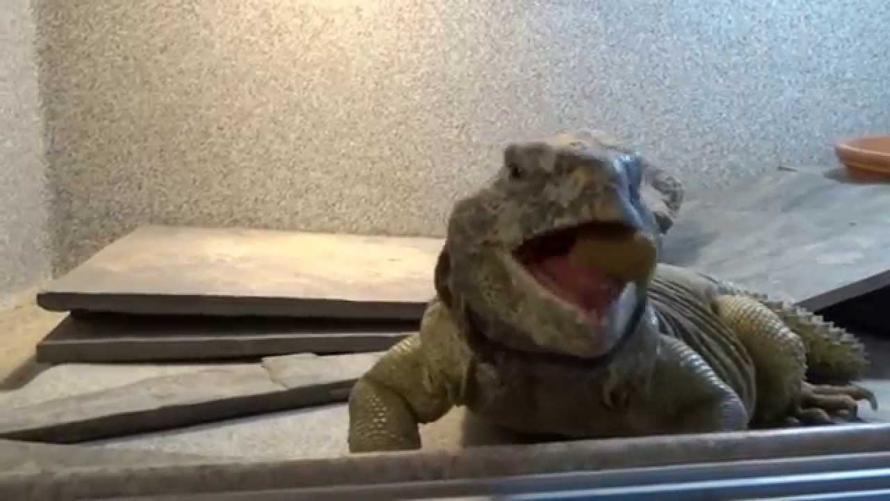 King Tut, My Egyptian Uromastyx, Eating Tortoise Pellets