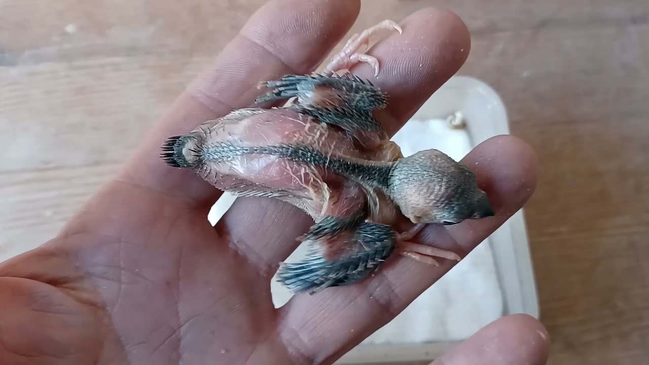 Padda de Java évolution des bébés