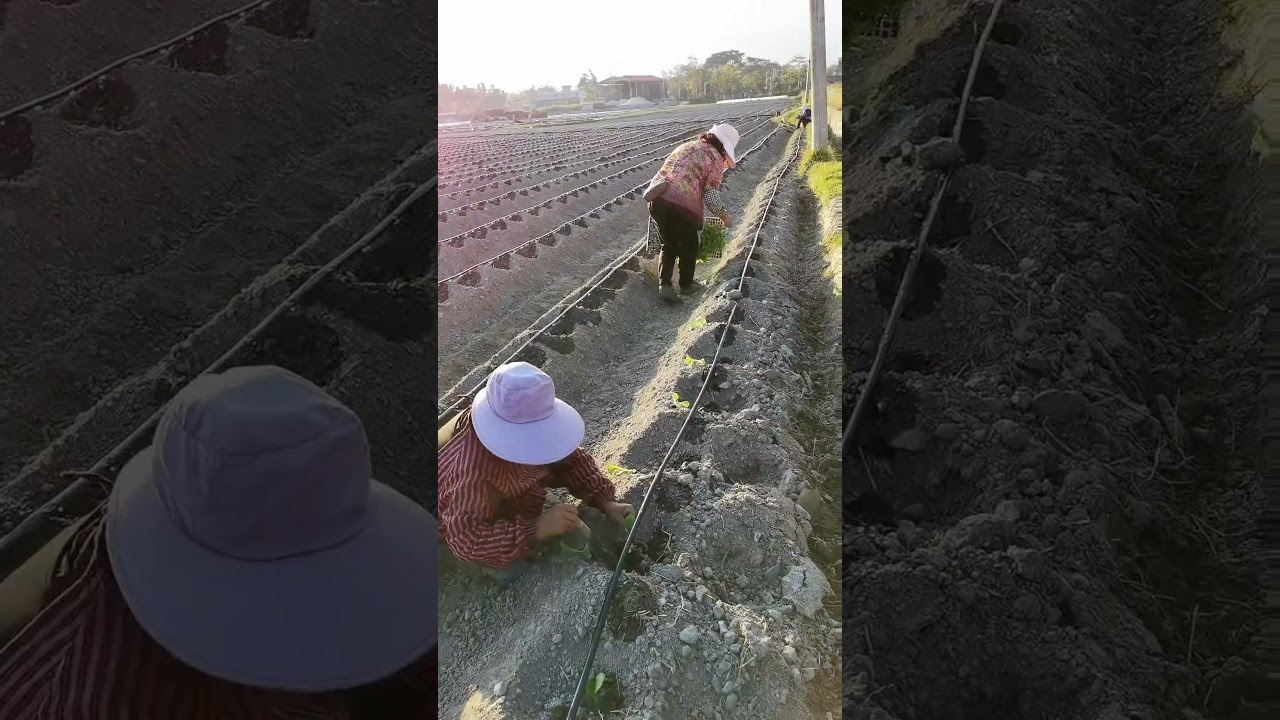Tobacco Farming Pay Attention To Irrigation 