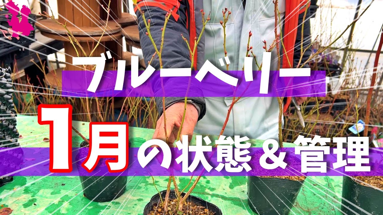 【過保護禁止】ブルーベリーの１月の様子＆管理についてプロが教えます！