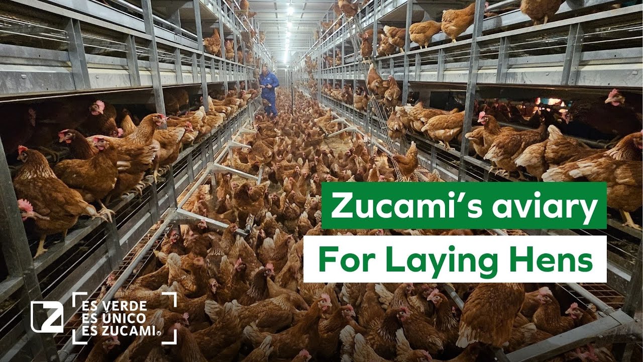 🐔 Revolutionizing poultry farming: Zucami's aviary for laying hens. 🐔