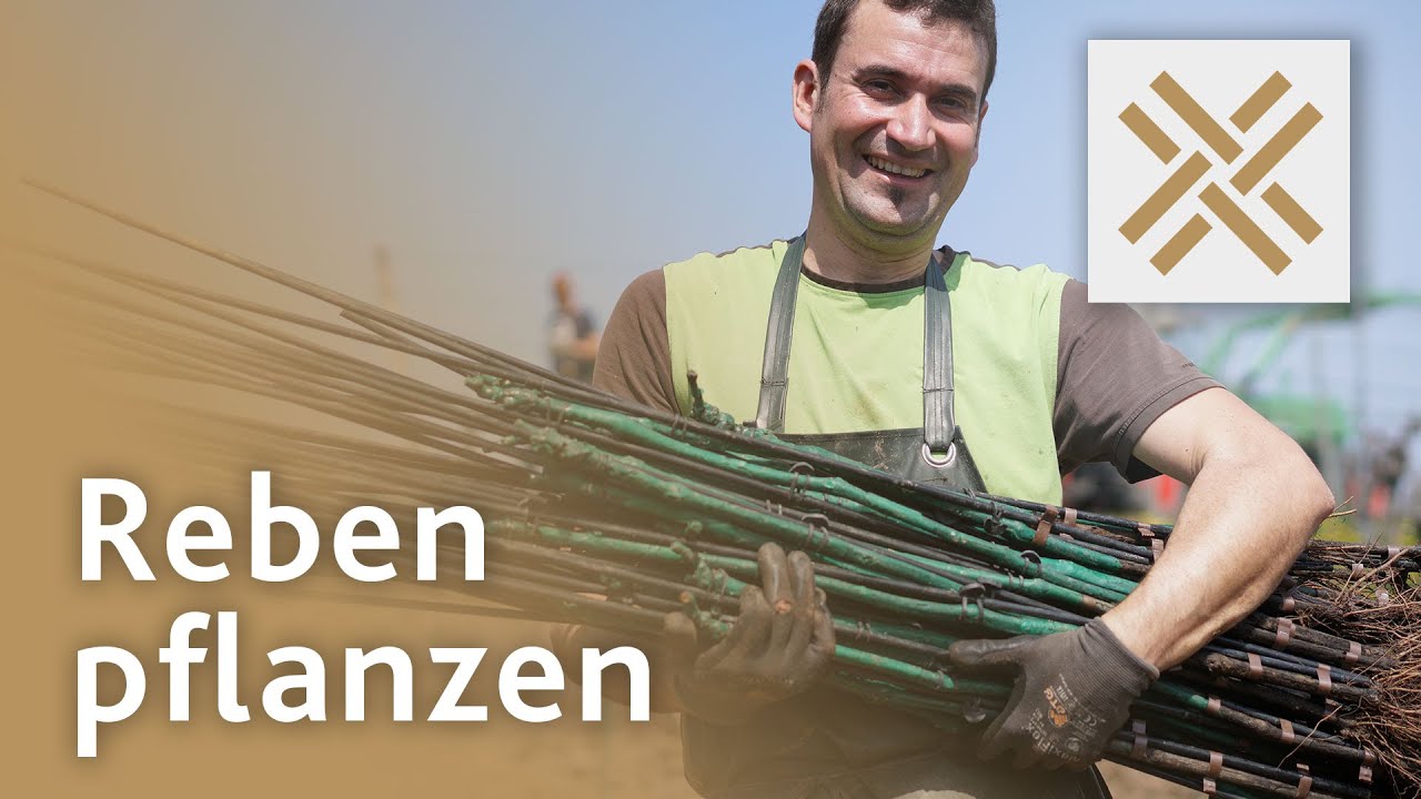 Reben pflanzen im Weinberg