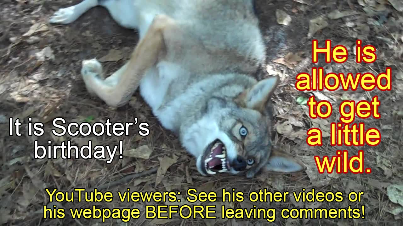 #078 - wild birthday