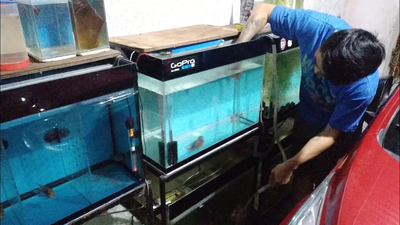 AQUARIUM WATER CHANGE (tagalog w/ english subtitles) hendrix backyard