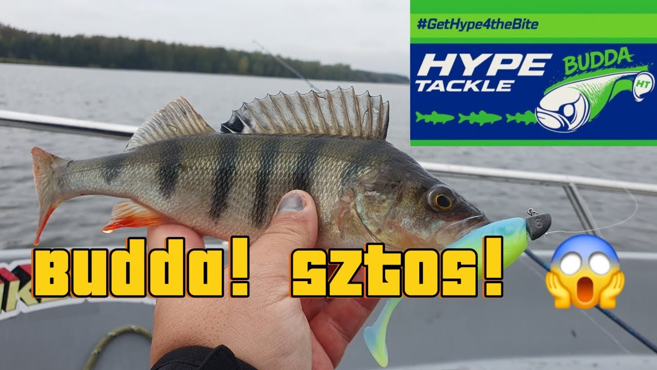 SZTOS BRANIA! Budda Hype Tackle rozwala system ! #fishing #perch #pzw #HypeTackle 
