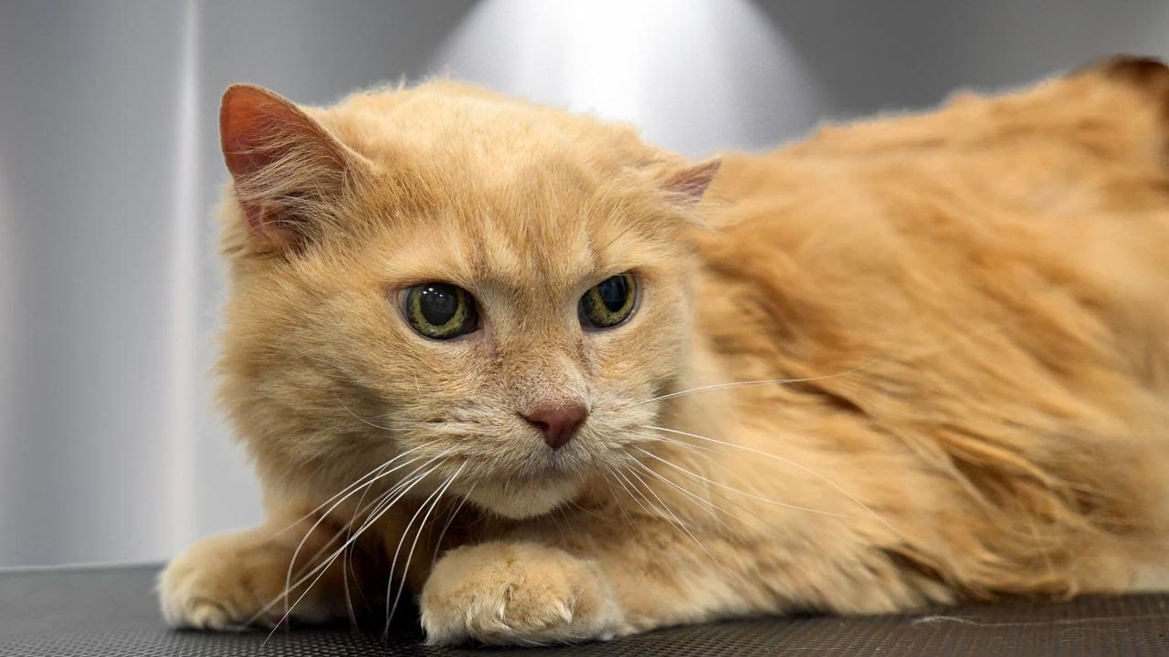 This Cat Survived the Streets...But Will he Survive Grooming?