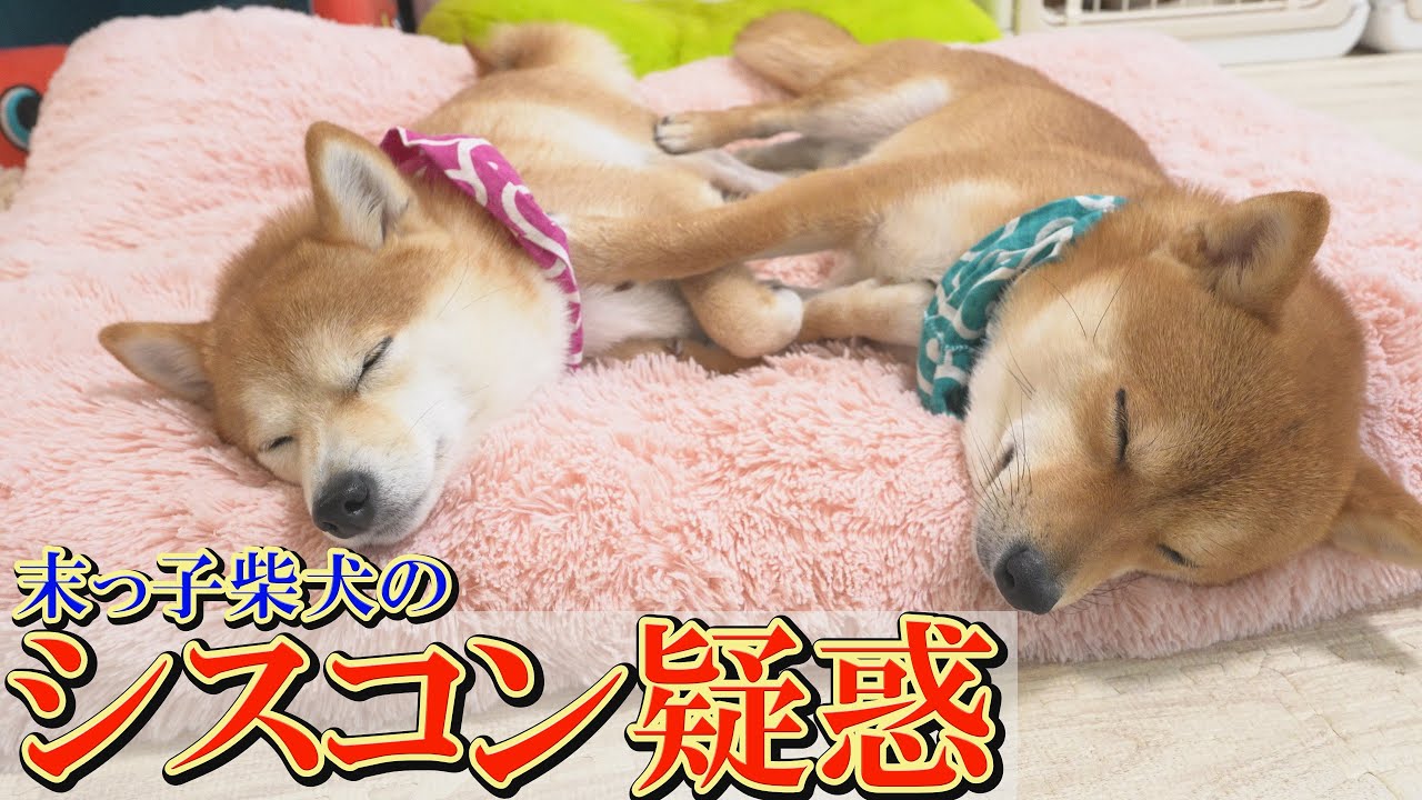 「お姉ちゃん愛」が強すぎる弟柴犬の行動が面白過ぎるので、ぜひご覧ください。