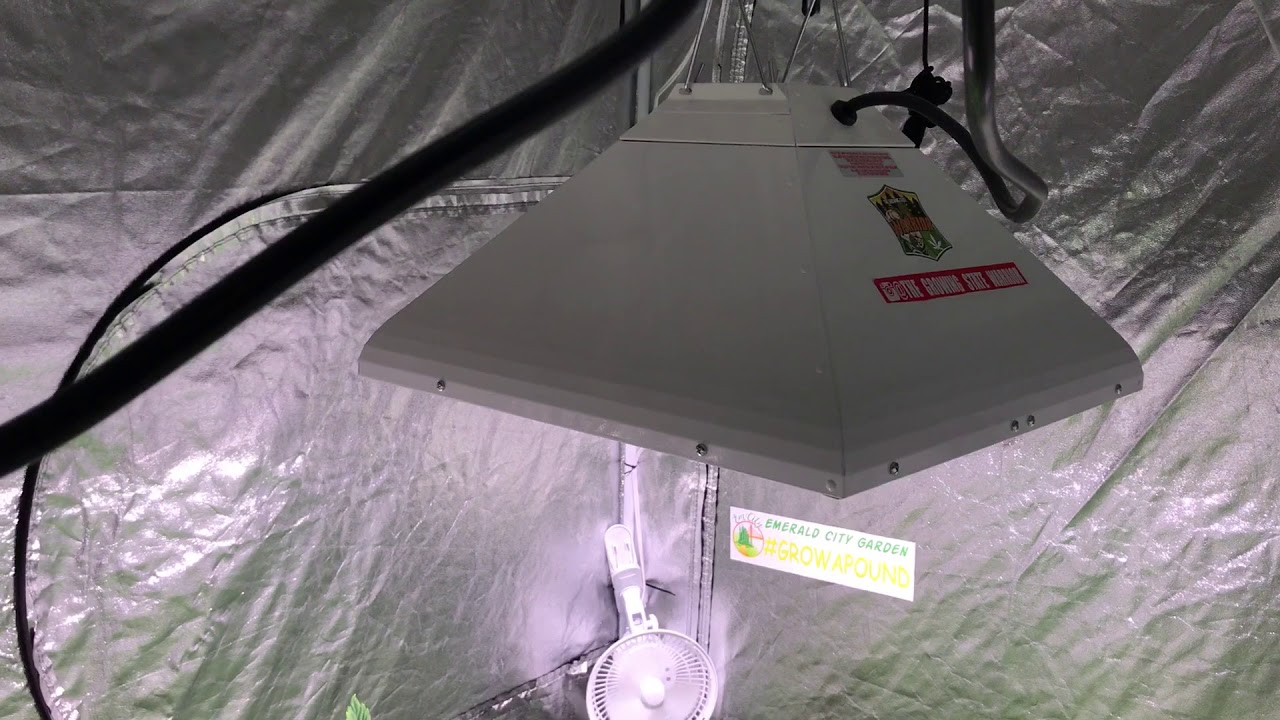 Sun systems 315 CMH/LEC lights week 1 in flower ( 4x8 grow tent )