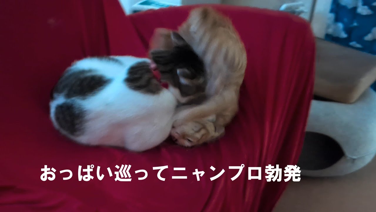 おっぱい戦争 part1 　『おっぱい巡ってニャンプロ勃発』初めて見た-猫の背負い投げ-