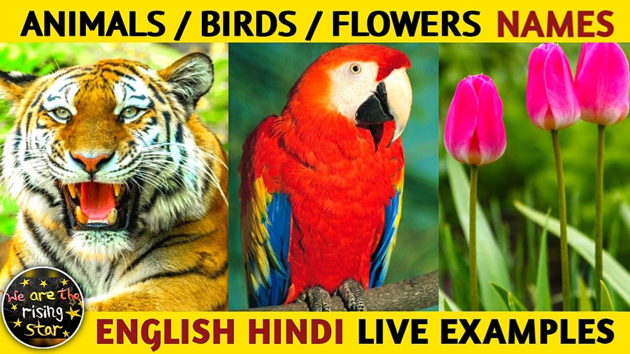 Animals, Birds, Flowers Names Live Examples | English Hindi | WATRstar