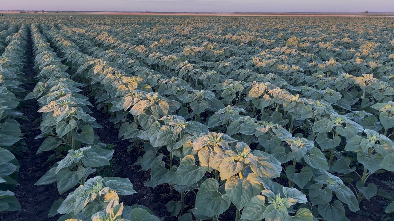 Огляд соняшника🌻Lidea, Limagrain. Останнє внесення фунгіциду та підживлення!