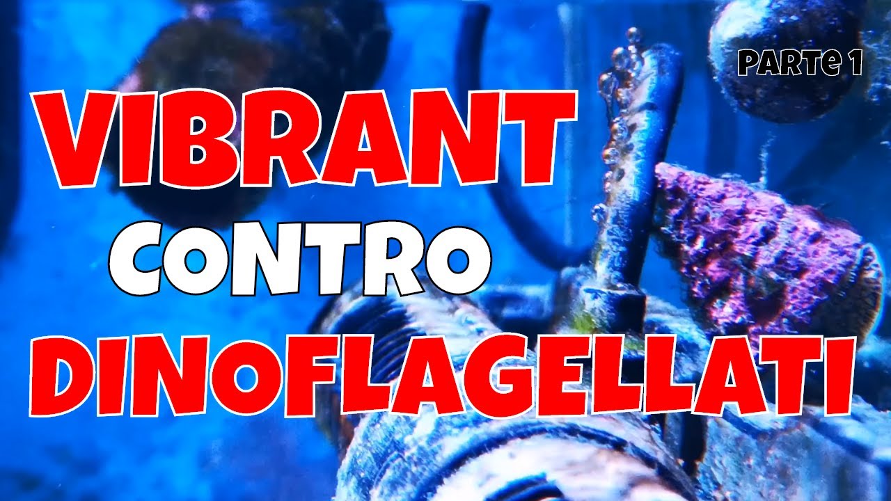 Provando ad eliminare i Dinoflagellati con VIBRANT - ACQUARIO MARINO