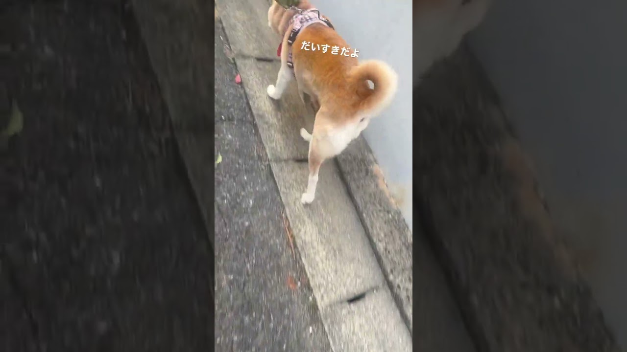 保護犬ちゃん13才の毎日[my dog is loved by my family]