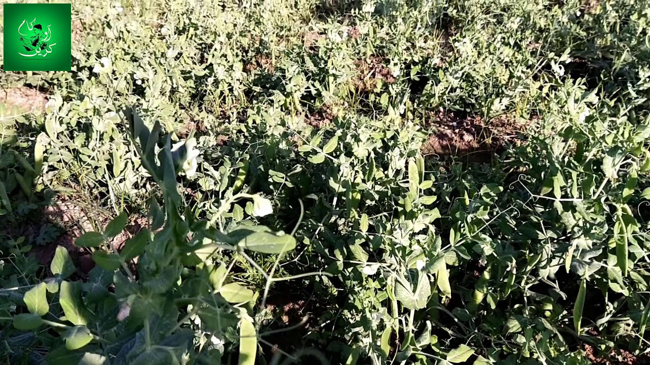 51- Benefits & Importance Of Boron In Peas Crop | When To Use Boron | How To Use Boron | Part-5