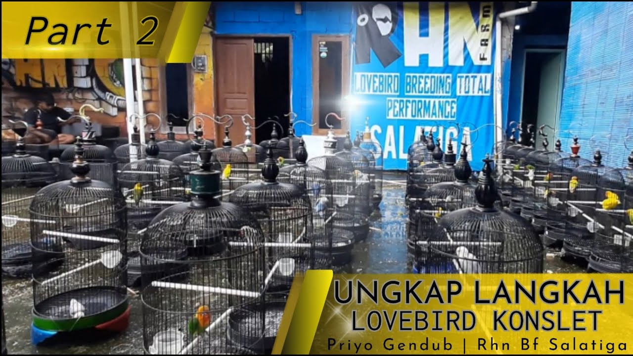(Part2) Ungkap Langkah Lovebird Konslet dari Bahan Sampai konslet.Priyo Gendub Rhn Bf Salatiga