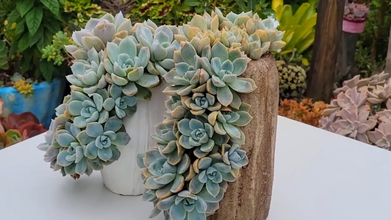 Exposição dos  ARRANJOS mais bonitos, parte 1.