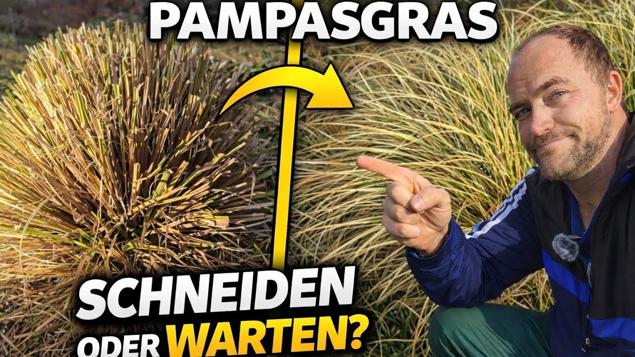 Jetzt schneiden oder warten? Pampasgras nach dem Winter richtig pflegen