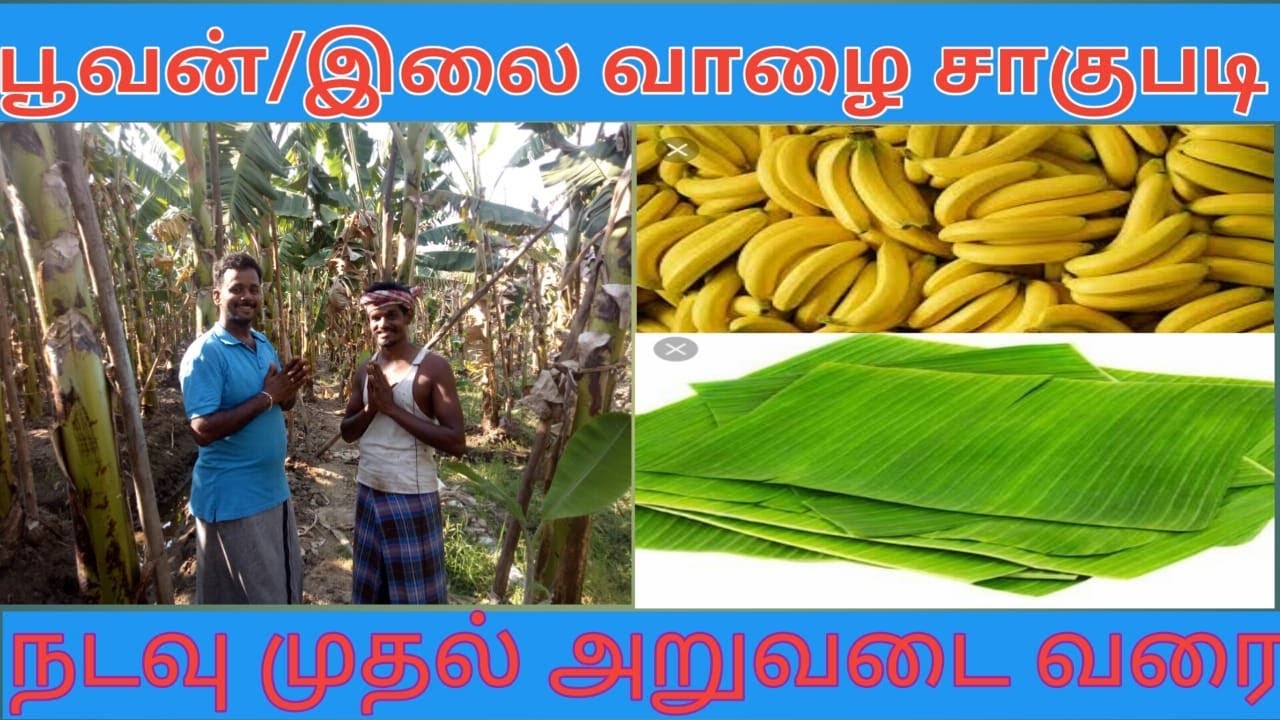 (பூவன்/இலை வாழை) தொட்டியம் வாழை சாகுபடி - நடவு முதல் அறுவடை வரை Banana cultivation aspects -Poovan