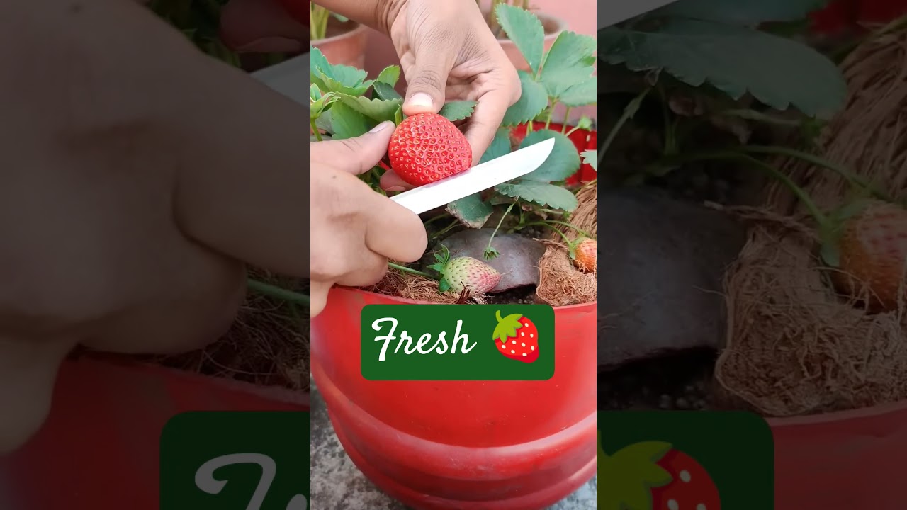 garden fresh strawberry 