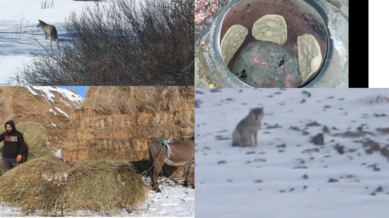 kışın Doğu'da hayat mücadelesi karda hayvanların yaşamı