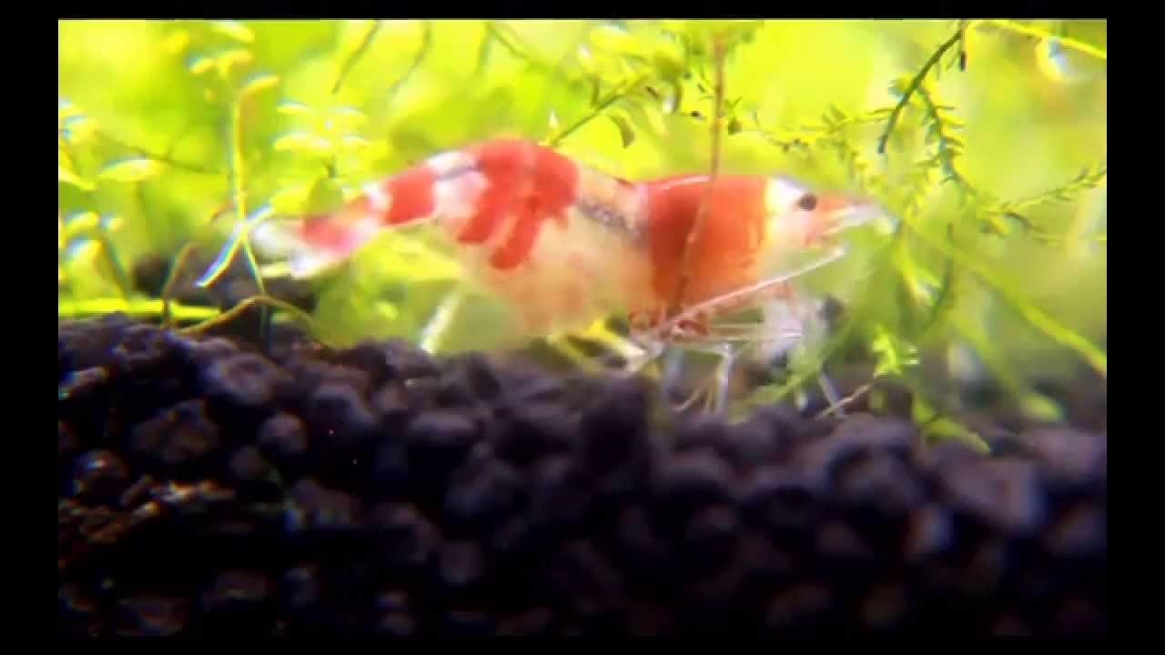 CRS Shrimp Birth