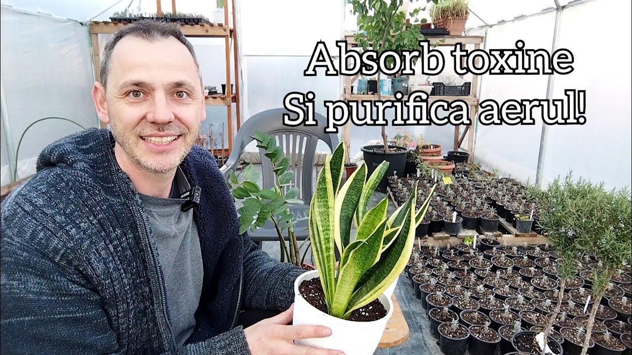 Cum se ingrijeste Sansevieria sau Limba soacrei!