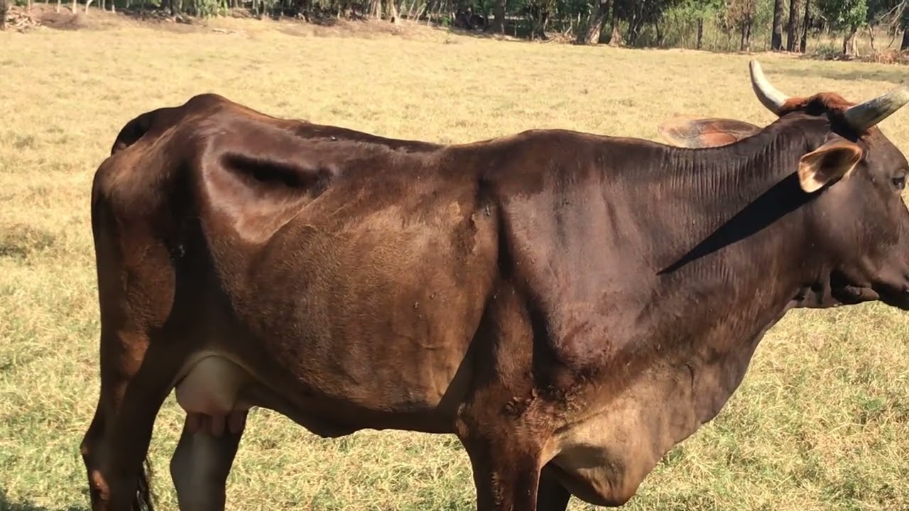 28 de febrero 2026 vacas lecheras ya prontas. Parir 