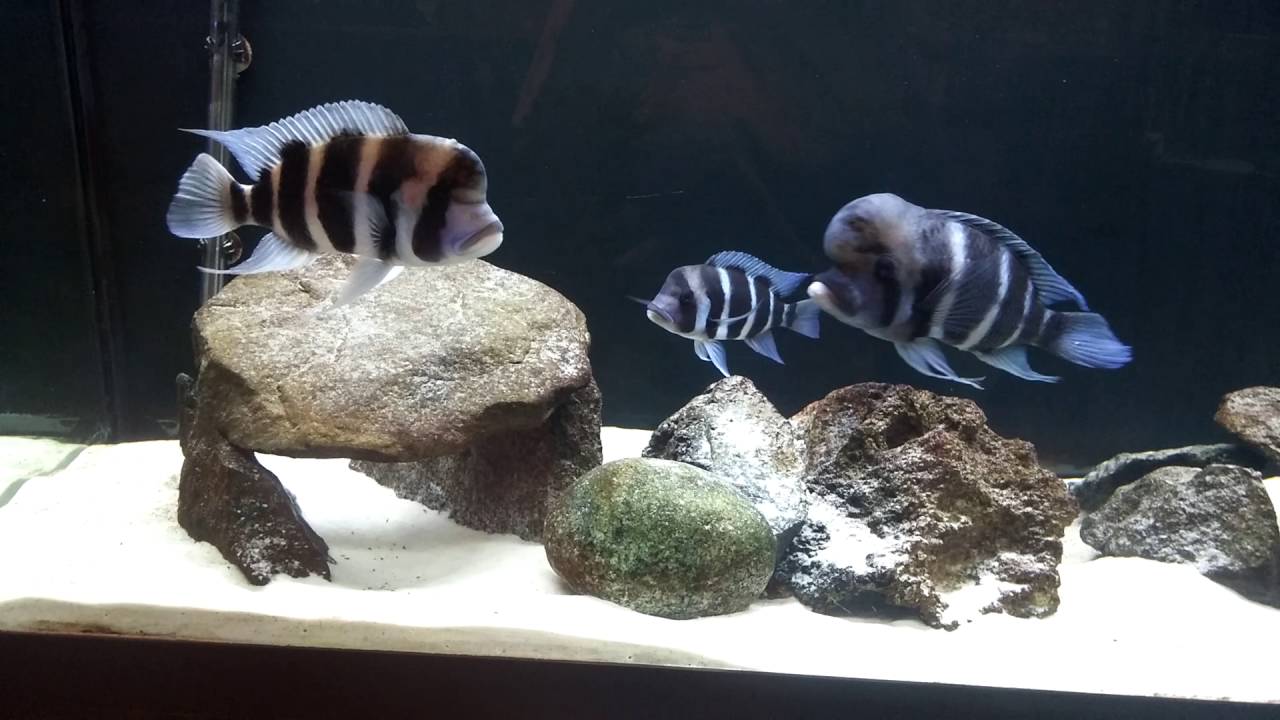 125 gal freshwater frontosa tank update