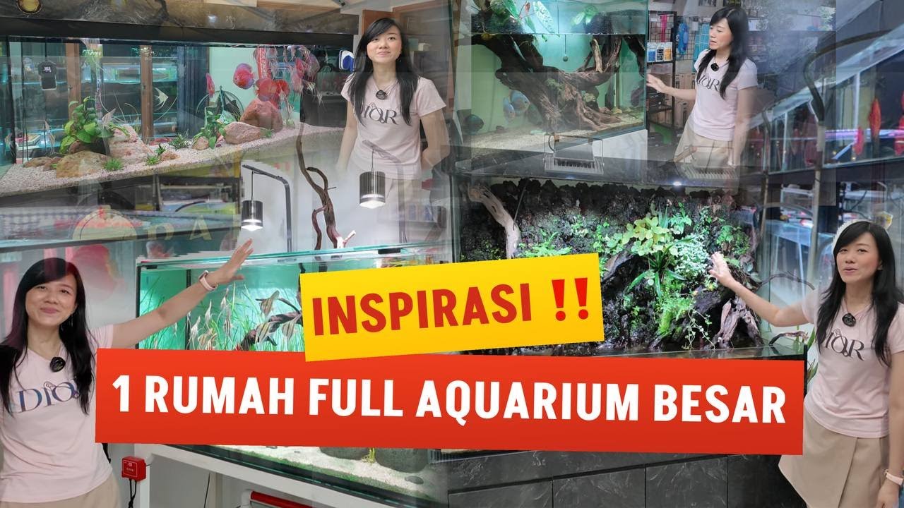 FISH ADDICT PEREMPUAN SATU RUMAH BESAR FULL DENGAN AQUARIUM BESAR DAN RIBUAN IKAN GUYS