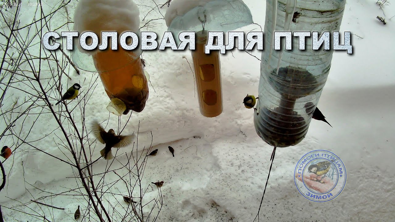 Кормушка для птиц 19 января 2026 года (03)