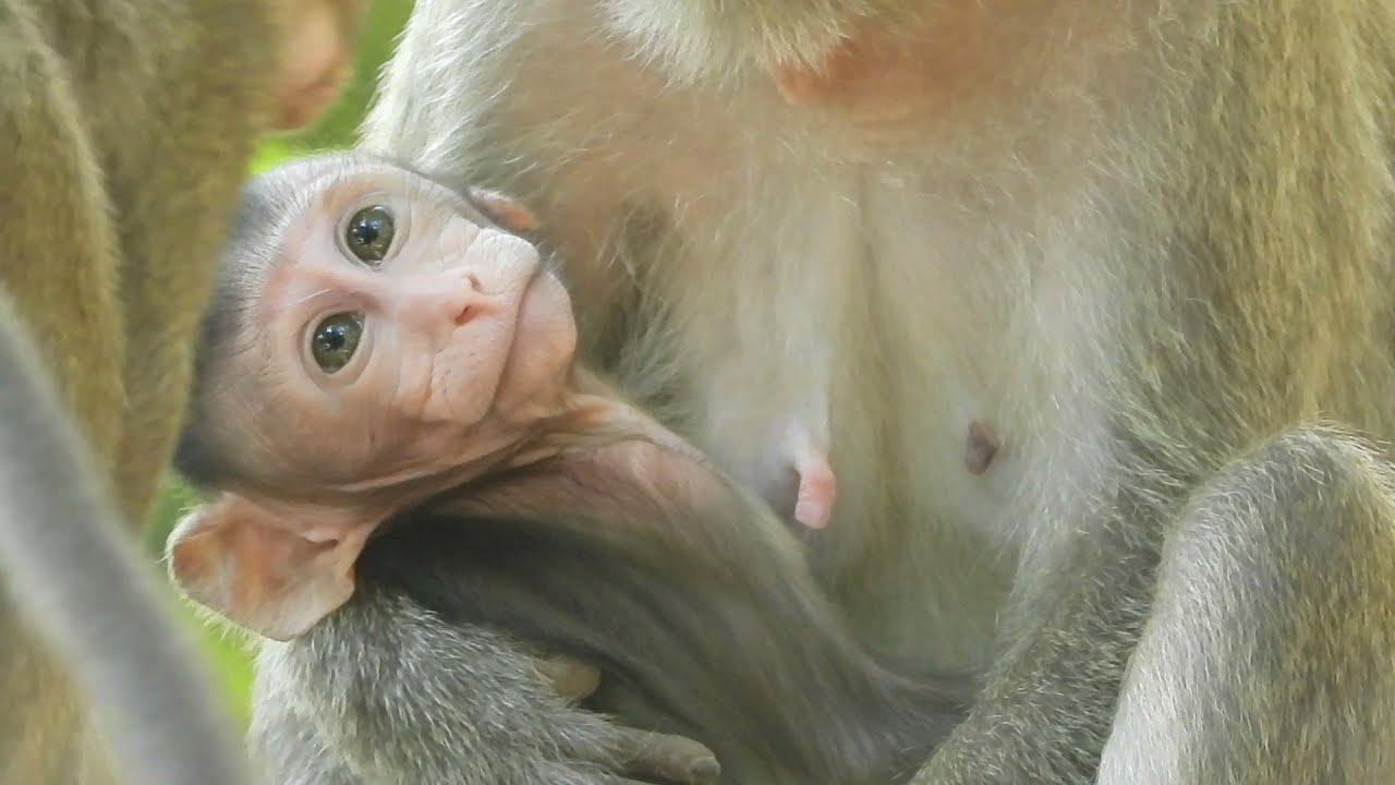 Sad life poor baby monkey Mira she wanna join to play with friends but Marri not allowed