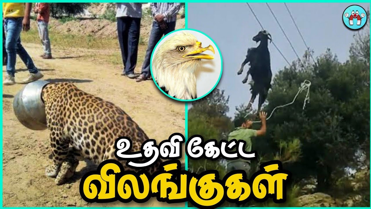 மனிதர்களிடம் உதவிக்காக வந்த விலங்குகள் | Animals asked Help from Humans | The Magnet Facts