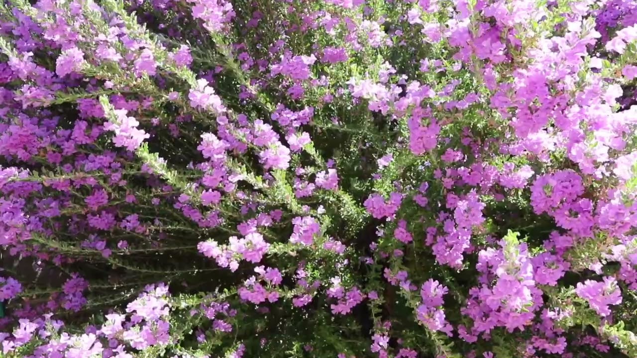 ASMR, honey bees in a bush with flowers.