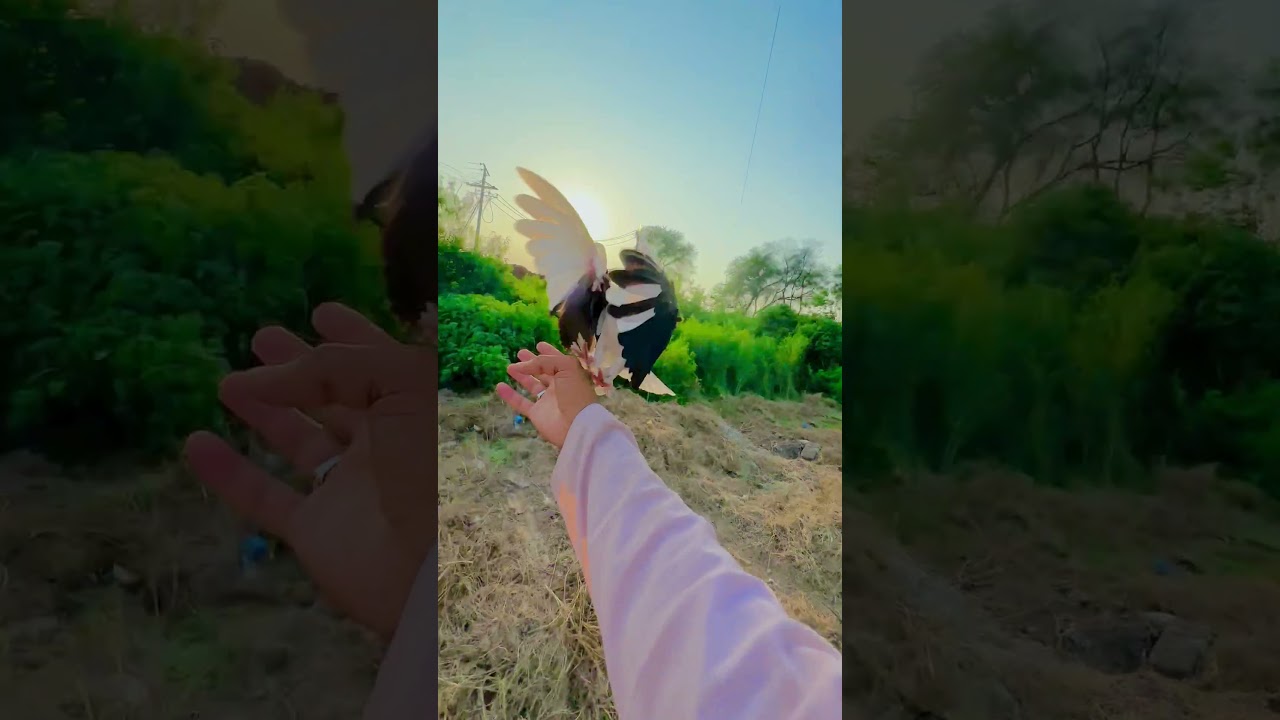 #1000subs #pigeon #bird #kabootar #pigeonlove #birdspecies #channelsubscribe #religion #pigeonwing