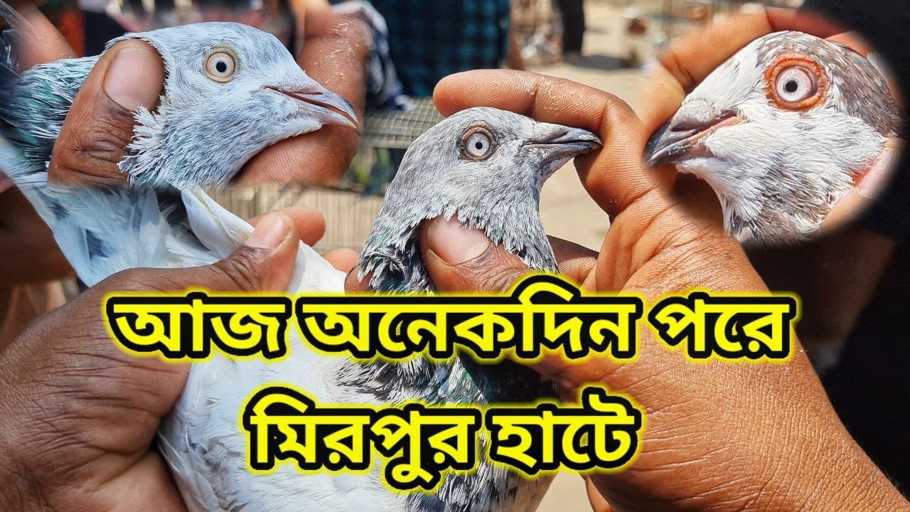 যখন আমি মিরপুর কবুতর হাটে একা 🥰  | Miraj Pigeon & Pets