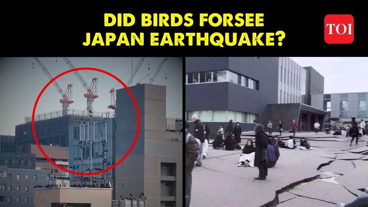 Did Birds Sense the Japan Earthquake? | THESE Videos Showcase Their Unexplained Behaviour