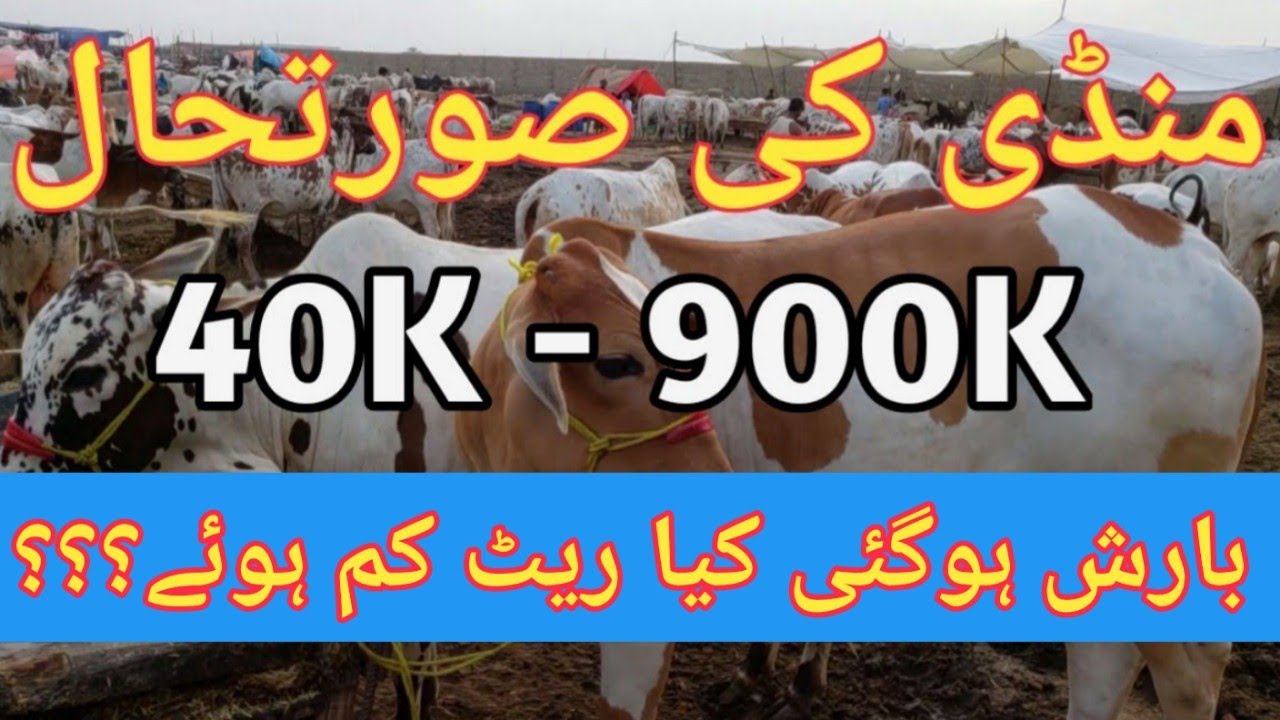 After Heavy Rain Sohrab Goth Mandi latest Update | Pak Info