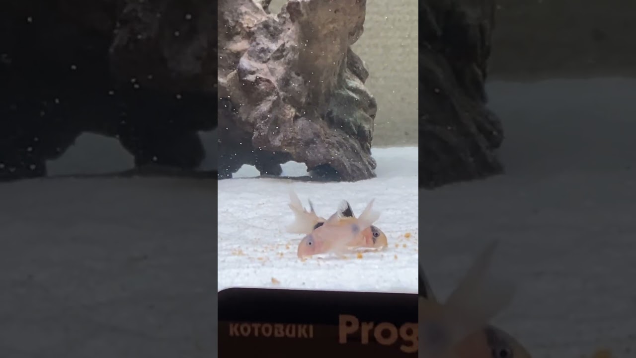 33日目。コリドラスパンダ食事風景。#コリドラスパンダ #熱帯魚