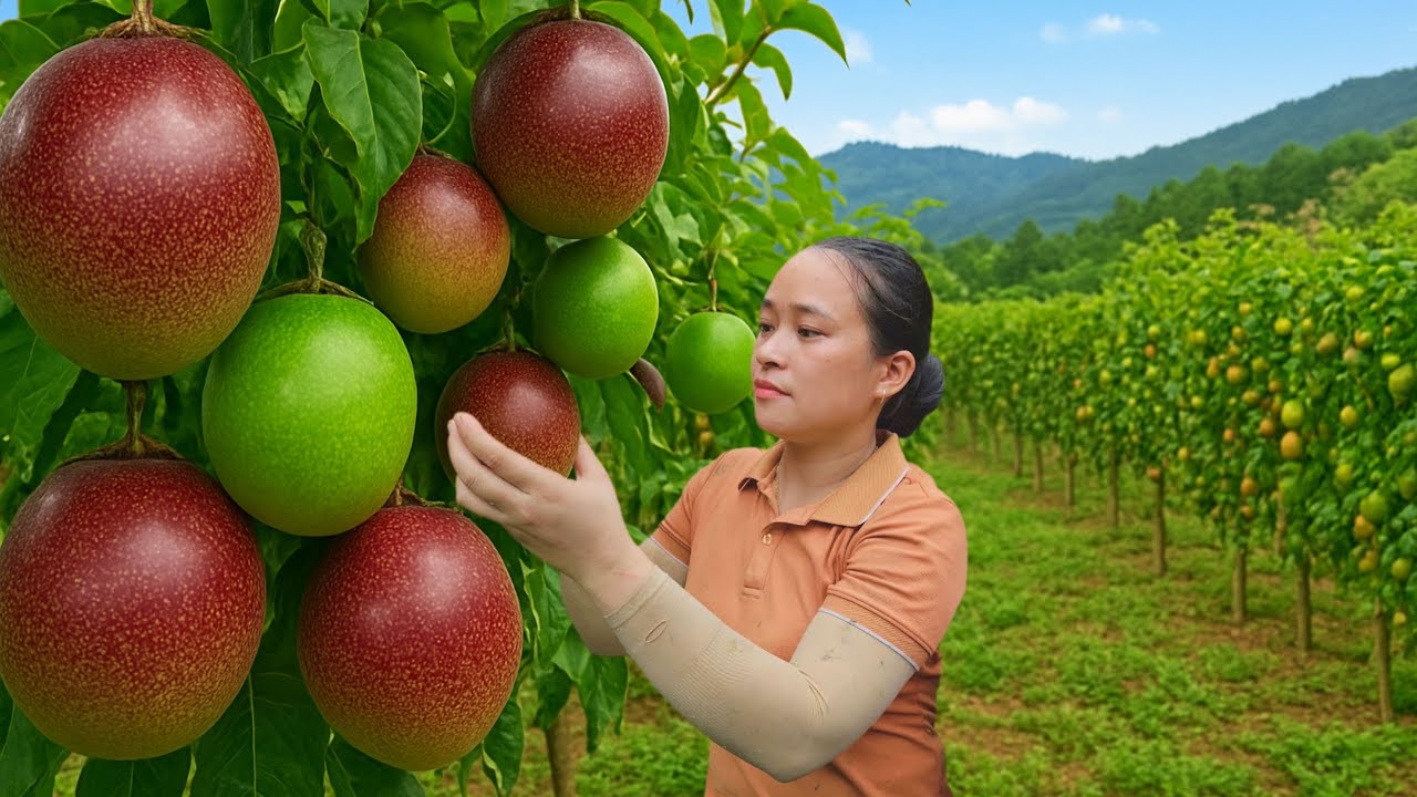 Harvesting 1000+ Sweet Passion Fruits and Selling Them at the Rural Market | Ly Thi Ca Bushcraft
