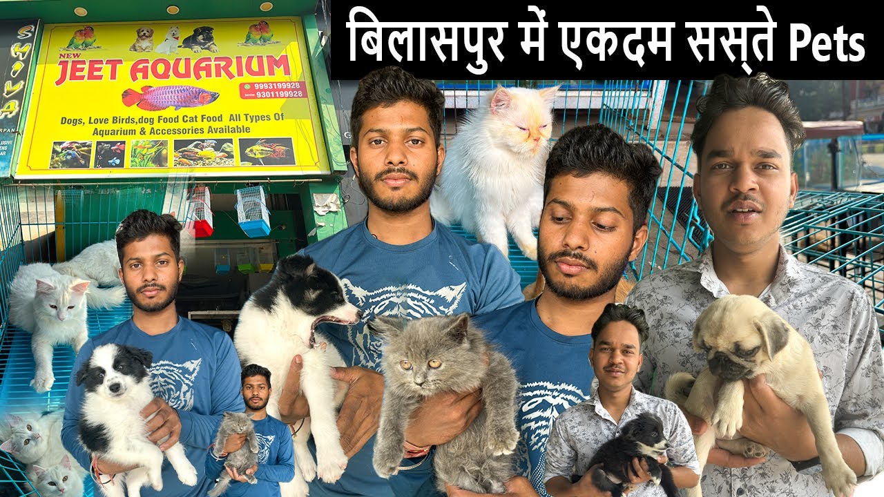 jeet aquarium bilaspur || bilaspur cat shop || pet shop in bilaspur chhattisgarh || cat shop near me