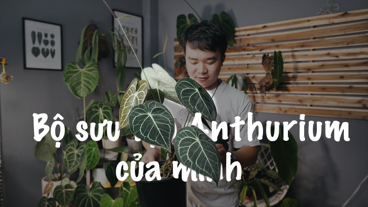 ANTHURIUM COLLECTION 2022