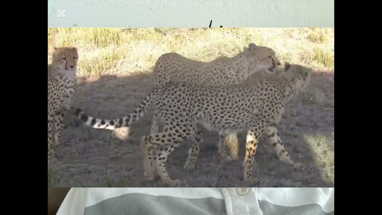Animals videos#youtubevideo#animaltips#animal-videos#youtubemonetization#youtube#cube#villagelife