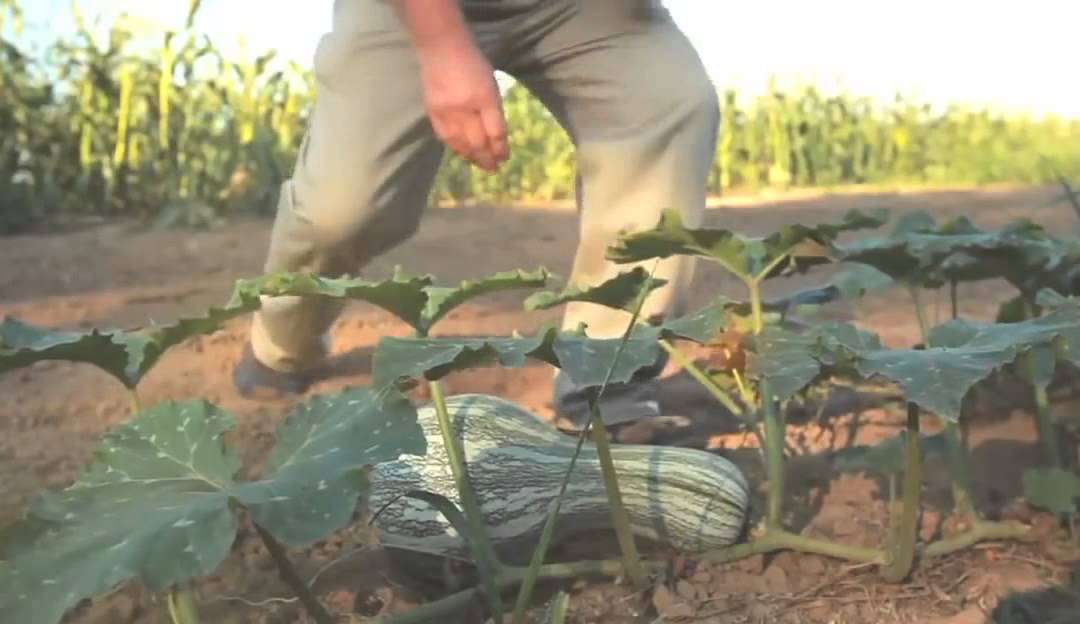 Watch Composting in Our Own Backyard Reduces Waste to Landfill   Environment   Toyota mmebt7hwL7Q