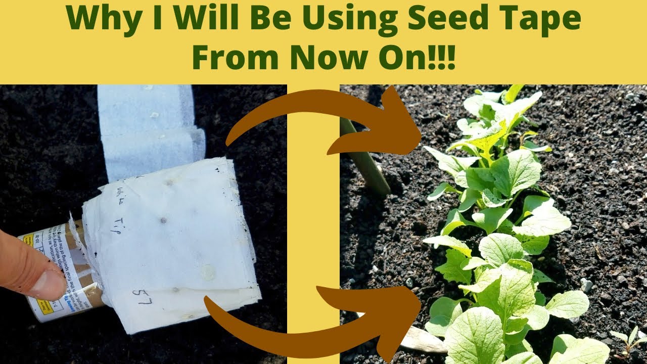 ShedWars: How To Make & Use Your Own DIY Seed Tape