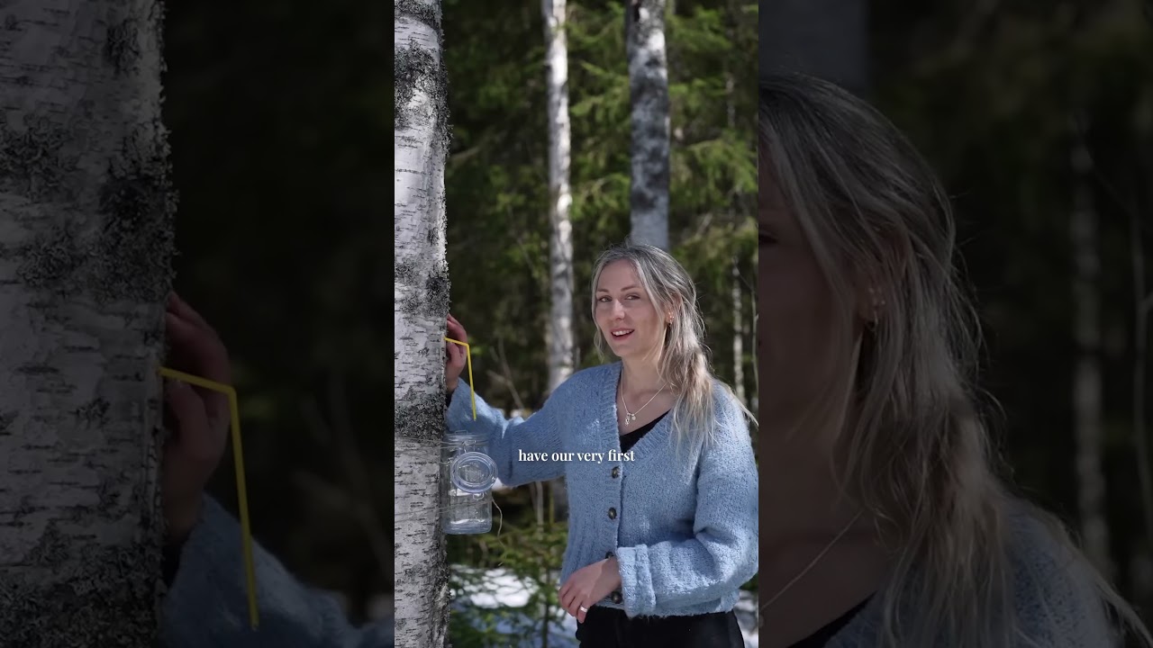 First Sip Of Birch Sap #sweden #nordicstyle #wilderness #outdoors #birchsap #survivaltools