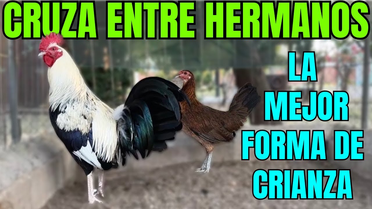 CRUZA ENTRE HERMANOS o HACER UNA LINEA PROPIA... QUE HARIAS TU???