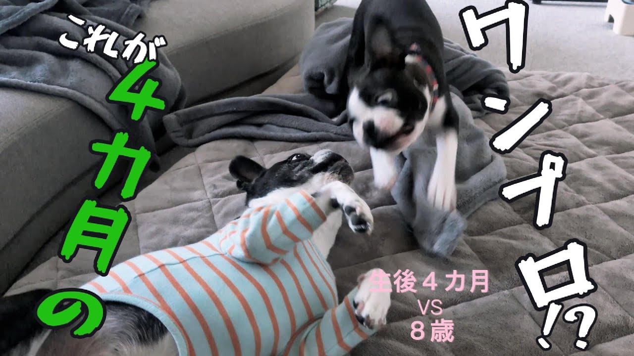 【ボストンテリア】こじろう　生後4か月の今、比較写真あり。これがワンプロなのか!?　オテも練習中。